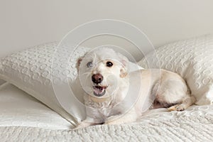 Cute white terrier mix lying down on bed with mouth open looking content and comfortable