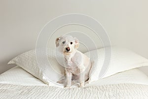 Cute white terrier mix sitting on bed nestled between two pillows