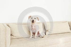 Cute white terrier mix sitting on beige linen couch smiling