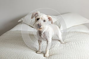 Cute white terrier mix standing on bed with its head cocked