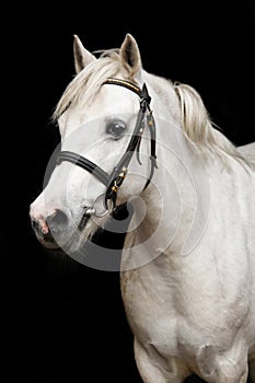 Cute white welsh pony portrait