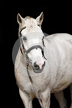 Cute white welsh pony portrait