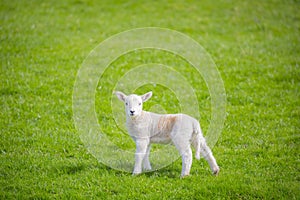 Cute white Welsh Spring Lamb walking side profile on green fresh green grass copyspace