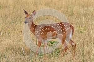 Whitetail Deer Fawn