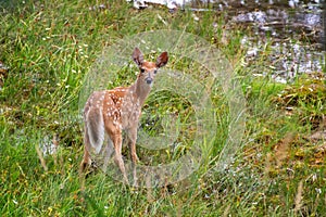 Cute Whitetail deer fawn in the grass. Young spotted baby deer looking behind him. Wildlife in British Columbia Canada