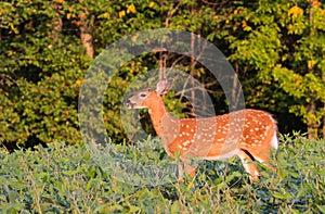 Whitetail Deer Fawn Standing In Bean Field