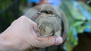 Cute whitethroat fledgeling perching on human hand outdoors