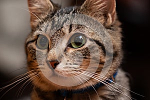 Cute, wide-eyed tabby cat with whiskers