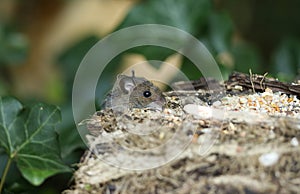 A cute wild baby Wood Mouse,  Apodemus sylvaticus, climbing up the side of a log in woodland to eat the seeds on the top.