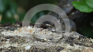 A cute wild baby Wood Mouse,  Apodemus sylvaticus, eating seeds sitting on a log in woodland.