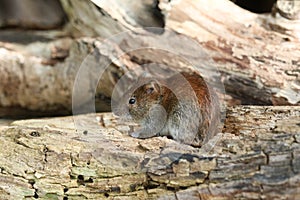 A cute wild Bank Vole, Myodes glareolus foraging for food in a log pile at the edge of woodland in the UK.