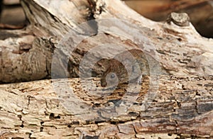 A cute wild Bank Vole, Myodes glareolus foraging for food in a log pile in woodland.