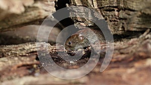 A cute wild Bank Vole, Myodes glareolus foraging for food in a log pile in woodland.