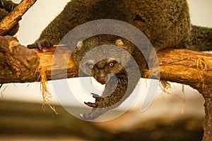 cute wild bear cuscus aulirops ursinus arboreal