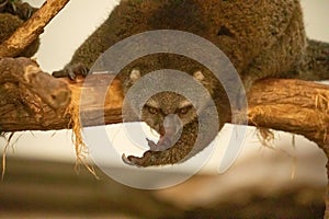 cute wild bear cuscus aulirops ursinus arboreal