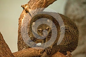 cute wild bear cuscus aulirops ursinus arboreal