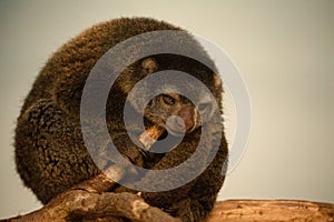 cute wild bear cuscus aulirops ursinus arboreal