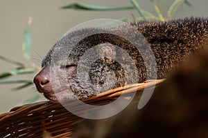 cute wild bear cuscus aulirops ursinus arboreal against blure background