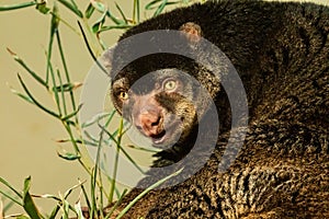 cute wild bear cuscus aulirops ursinus arboreal against blure background