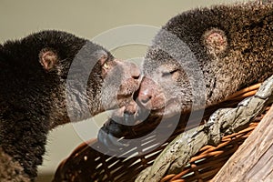 cute wild bear cuscus aulirops ursinus arboreal against blure background