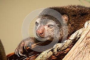 cute wild bear cuscus aulirops ursinus arboreal against blure background photo