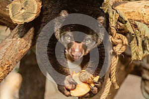 cute wild bear cuscus aulirops ursinus arboreal against blure background photo