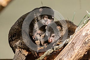 cute wild bear cuscus aulirops ursinus arboreal against blure background photo