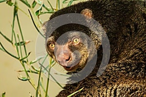 cute wild bear cuscus aulirops ursinus arboreal against blure background photo