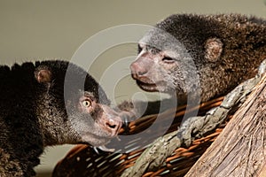 cute wild bear cuscus aulirops ursinus arboreal against blure background photo