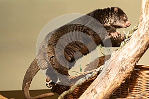 cute wild bear cuscus aulirops ursinus arboreal against blure background photo