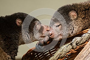 cute wild bear cuscus aulirops ursinus arboreal against blure background photo