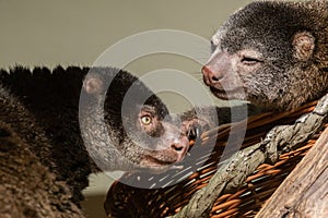 cute wild bear cuscus aulirops ursinus arboreal against blure background. photo