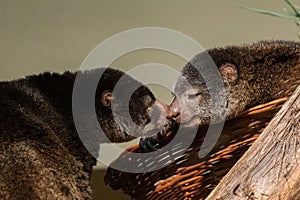 cute wild bear cuscus aulirops ursinus arboreal against blure background photo