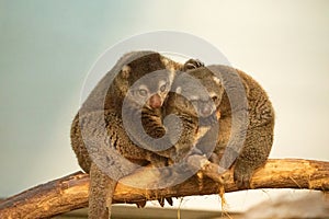 cute wild bear cuscus aulirops ursinus arboreal photo