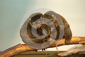 cute wild bear cuscus aulirops ursinus arboreal photo