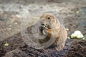 Cute wild beaver eating in nature