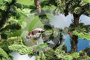 cute wild bird, House Sparrow on a pine twig close up