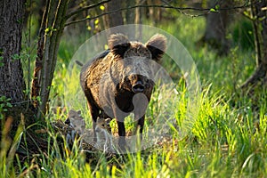 Cute wild boar family with adult mother and tiny piglets approaching in spring