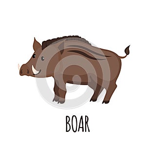 Cute wild Boar in flat style.