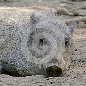 Cute Wild Boar in the mud