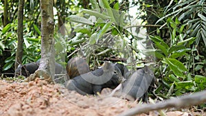 Cute Wild Boar Piglet Yawn and Sleeping In Thai Rainforest Jungle. Thailand. 4K.