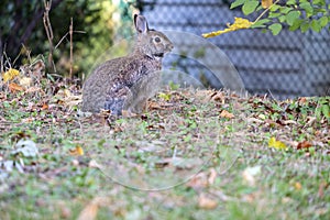 A Cute Wild Brown Bunny Rabbit Sitting on Fallen Leaves in a Suburban Neighborhood