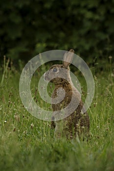 Cute Wild Brown Rabbit Walking in the green field on a sunny spring day. Adorable wild bunny in the meadow.