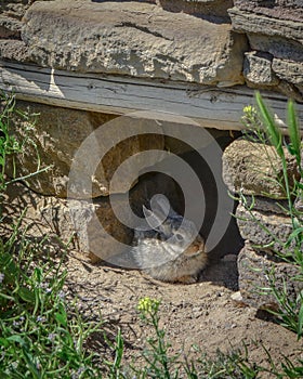 Cute Wild Bunny Rabbit with Yellow Flowers at Aztec Ruins