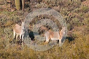 Cute Wild Burros in the Arizona Desert