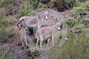 Cute Wild Burros in the Arizona Desert in Spring