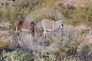 Cute Wild Burros in the Desert in Spring