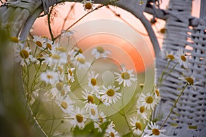 cute wild chamomile flowers near a wicker chair overlooking the sunset.