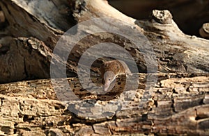 A cute wild Common Shrew, Sorex araneus, foraging for food in a log pile in woodland in the UK.