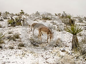 Cute wild donkeys at Red Rock Canyon Nevada in winter